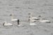 21-Cygne de Bewick | Cygnus columbianus bewickii | Bewick’s Swan